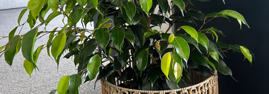 Ficus Danielle Banner Image0.jpeg
